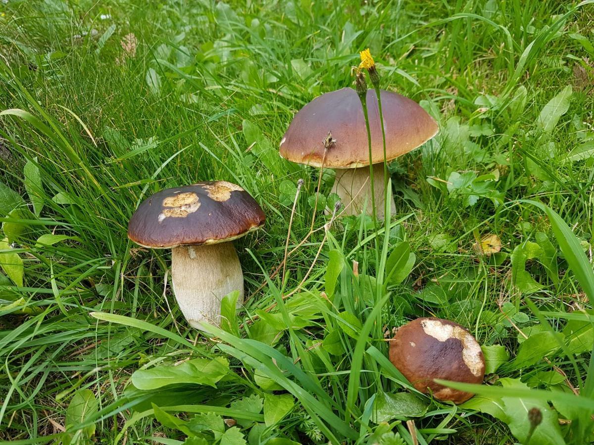 Pension Fuerhapter Mit Bio- Bauernhof Sankt Jakob in Defereggen Exterior foto
